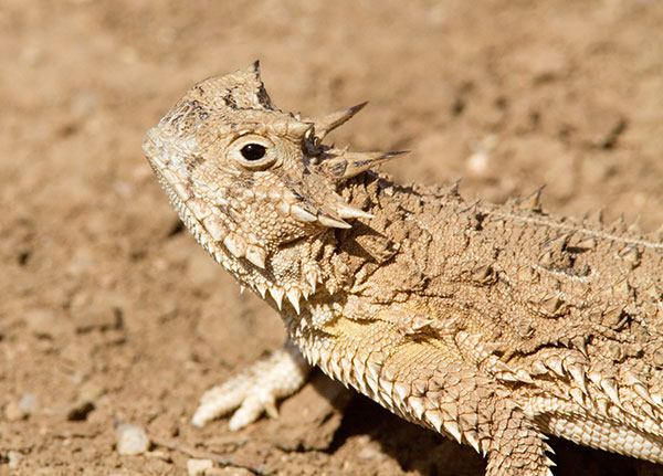 Texas Horned Lizard Phyrynosoma cornutum