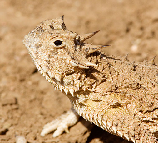 Texas Horned Lizard Phyrynosoma cornutum