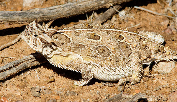 Texas Horned Lizard Phyrynosoma cornutum