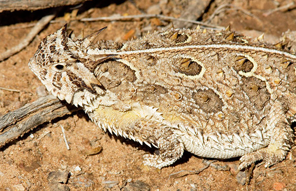 Texas Horned Lizard Phyrynosoma cornutum