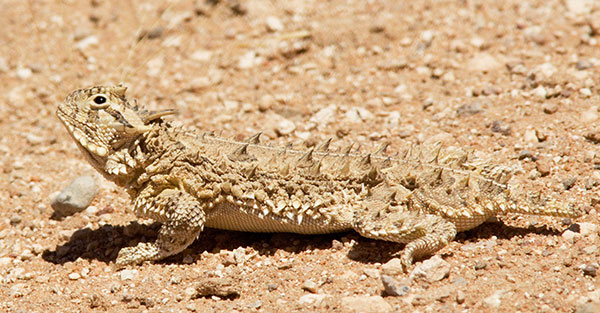 Texas Horned Lizard Phyrynosoma cornutum