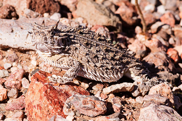 Texas Horned Lizard Phyrynosoma cornutum