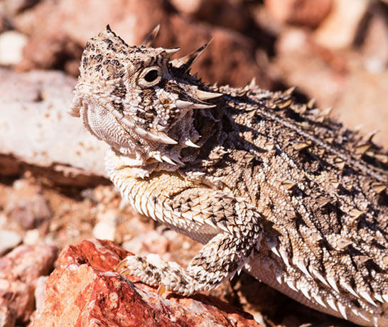 Texas Horned Lizard Phyrynosoma cornutum