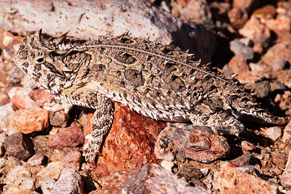 Texas Horned Lizard Phyrynosoma cornutum
