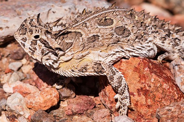 Texas Horned Lizard Phyrynosoma cornutum