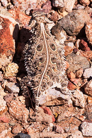 Texas Horned Lizard Phyrynosoma cornutum