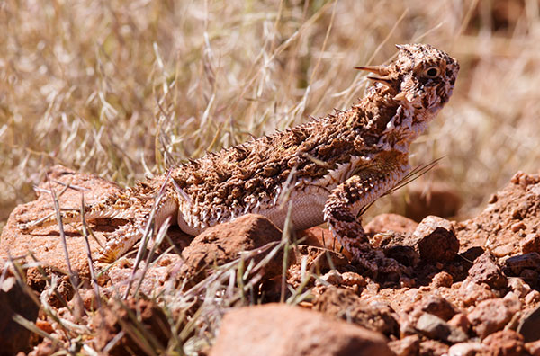 Texas Horned Lizard Phyrynosoma cornutum