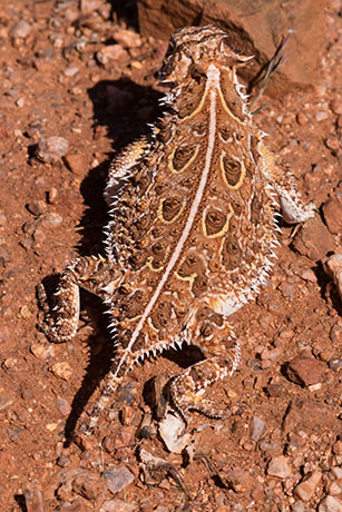 Texas Horned Lizard Phyrynosoma cornutum