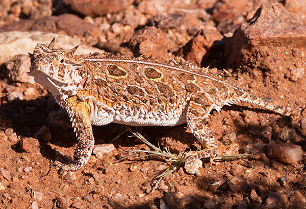 Texas Horned Lizard Phyrynosoma cornutum