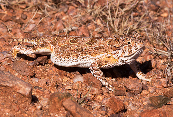 Texas Horned Lizard Phyrynosoma cornutum