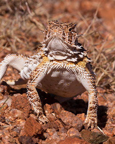Texas Horned Lizard Phyrynosoma cornutum