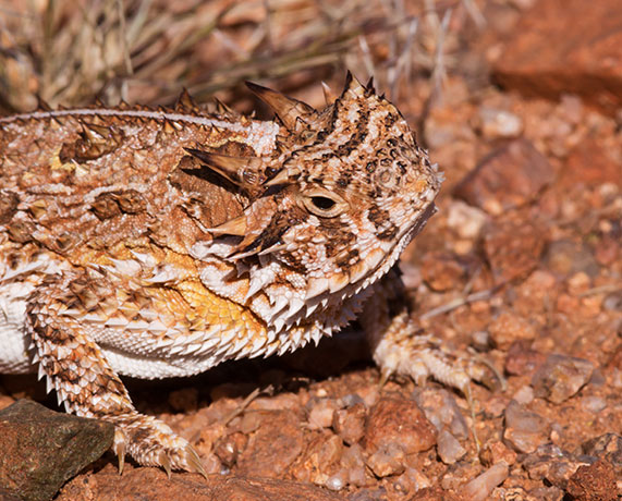 Texas Horned Lizard Phyrynosoma cornutum