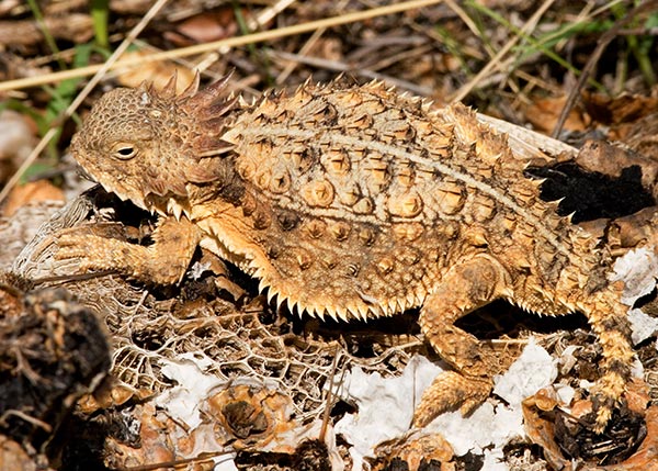 Regal Horned Lizard Phrynosoma solare