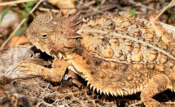 Regal Horned Lizard Phrynosoma solare