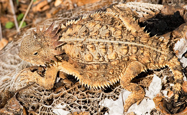 Regal Horned Lizard Phrynosoma solare