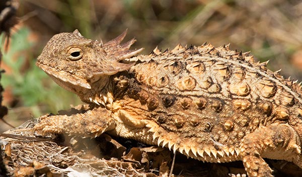 Regal Horned Lizard Phrynosoma solare