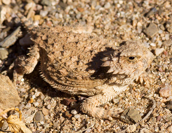 Juvenile Regal Horned Lizard Phrynosoma solare