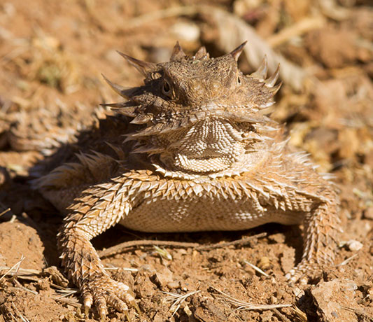 Regal Horned Lizard Phrynosoma solare