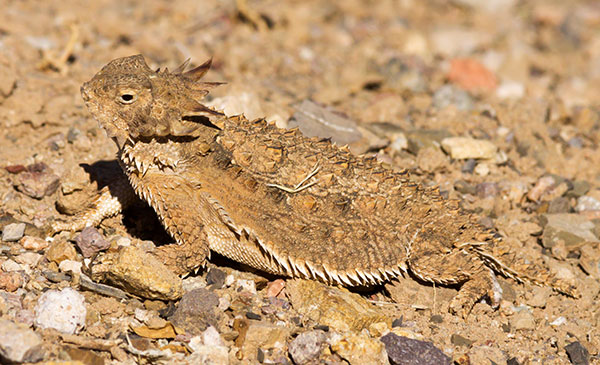 Regal Horned Lizard Phrynosoma solare