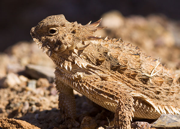 Regal Horned Lizard Phrynosoma solare