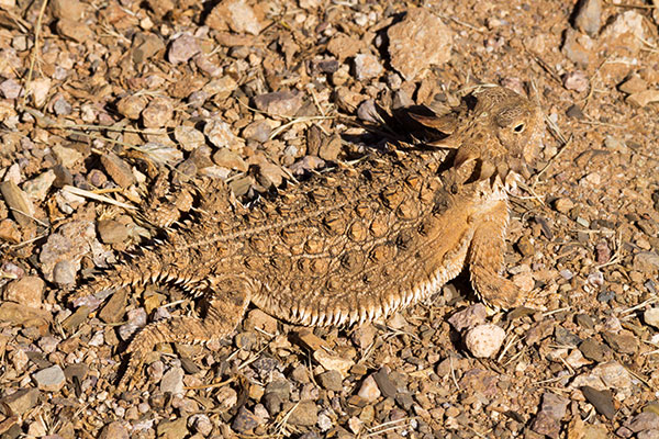 Regal Horned Lizard Phrynosoma solare