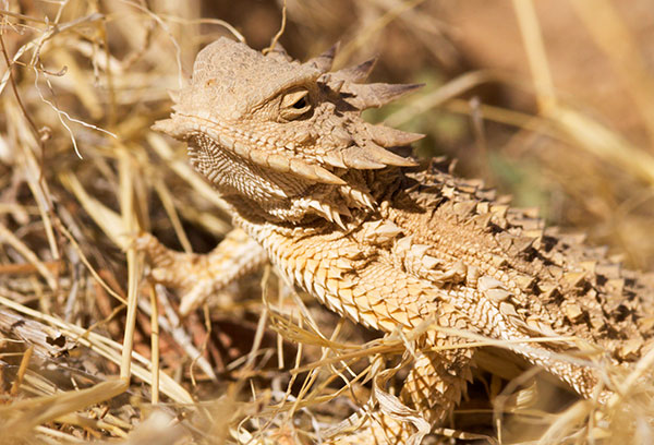 Regal Horned Lizard Phrynosoma solare