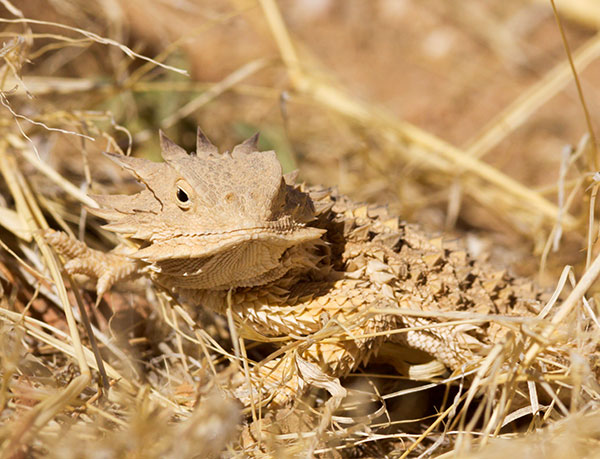 Regal Horned Lizard Phrynosoma solare