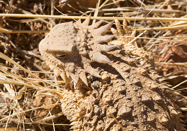 Regal Horned Lizard Phrynosoma solare