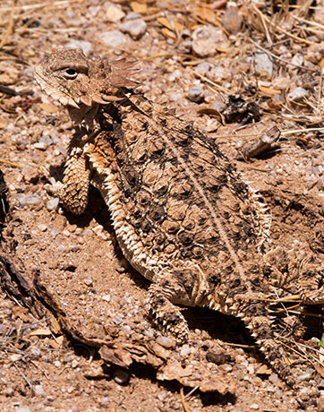 Regal Horned Lizard Phrynosoma solare