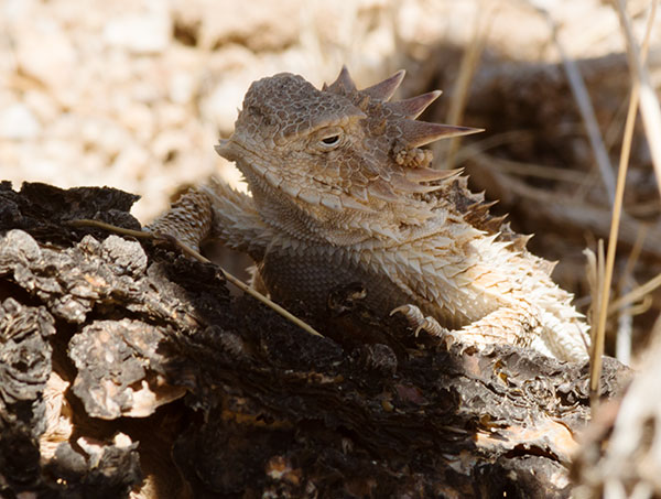 Regal Horned Lizard Phrynosoma solare