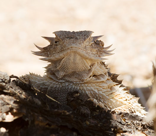 Regal Horned Lizard Phrynosoma solare
