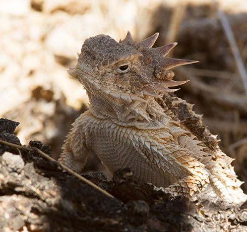 Regal Horned Lizard Phrynosoma solare
