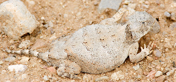 Round-tailed Horned Lizard Phrynosoma modestum 