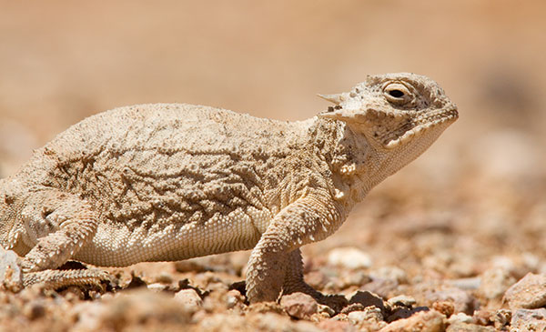 Round-tailed Horned Lizard Phrynosoma modestum 