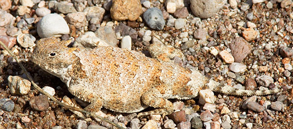 Round-tailed Horned Lizard Phrynosoma modestum 