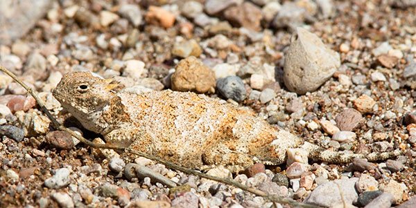 Round-tailed Horned Lizard Phrynosoma modestum 