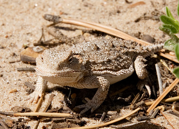 Greater Short-horned Lizard Phrynosoma hernandesi