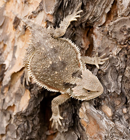 Greater Short-horned Lizard Phrynosoma hernandesi