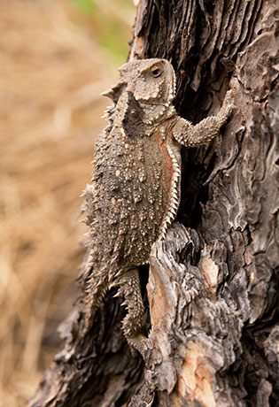 Greater Short-horned Lizard Phrynosoma hernandesi