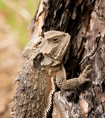 Greater Short-horned Lizard Phrynosoma hernandesi