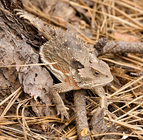 Greater Short-horned Lizard Phrynosoma hernandesi