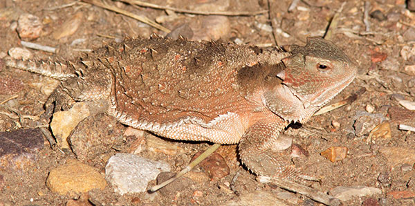 Greater Short-horned Lizard Phrynosoma hernandesi