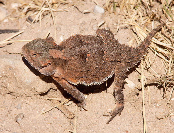 Greater Short-horned Lizard Phrynosoma hernandesi