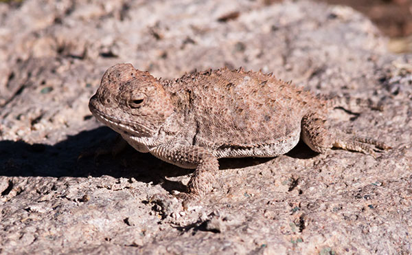 Greater Short-horned Lizard Phrynosoma hernandesi