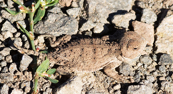 Greater Short-horned Lizard Phrynosoma hernandesi