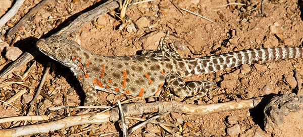 Long-nosed Leopard Lizard Gambelia wislizenii 