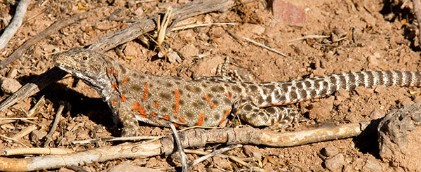 Long-nosed Leopard Lizard Gambelia wislizenii 