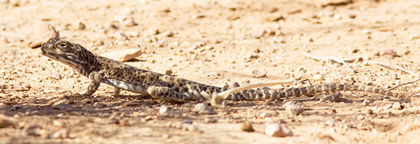 Long-nosed Leopard Lizard Gambelia wislizenii 