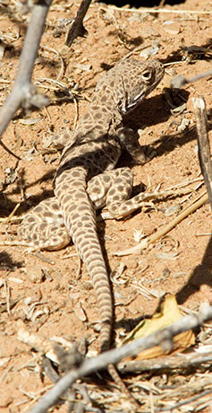 Long-nosed Leopard Lizard Gambelia wislizenii 