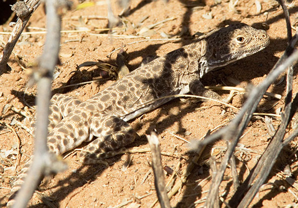 Long-nosed Leopard Lizard Gambelia wislizenii 